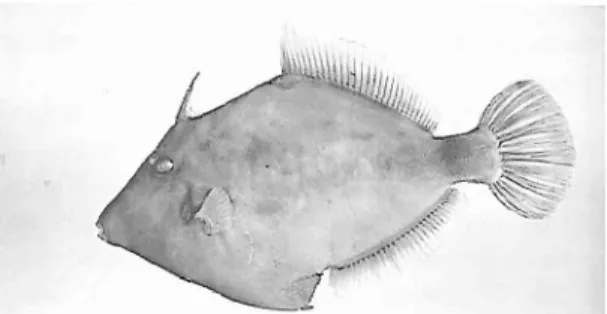 Fig. 9.  Stephanolepis hispidus,  270  mm  SL,  MCM  766. 