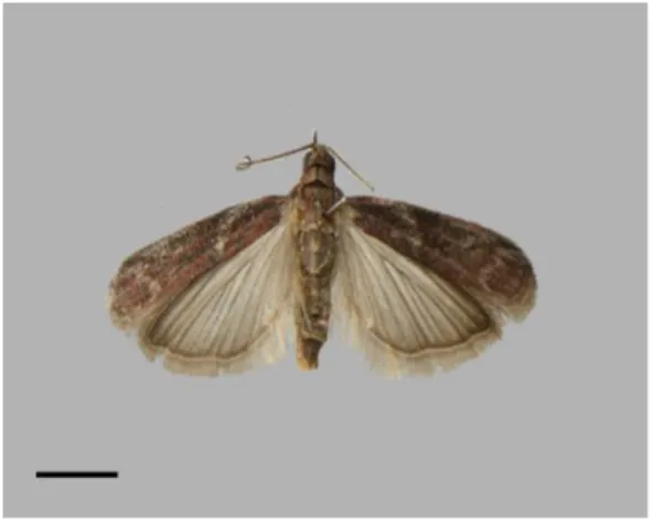 Fig. 8.  Honeydew moth Cryptoblabes gnidiella. (Scale  bars 2 mm).   