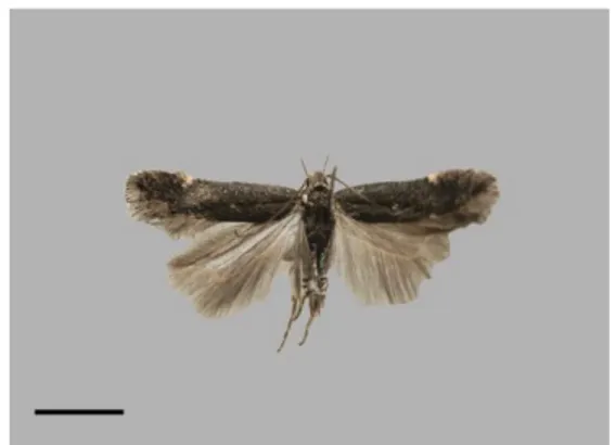 Fig. 3.  Twiler moth Aproaerema anthyllidella elachistella .  (Scale  bars 2 mm).   
