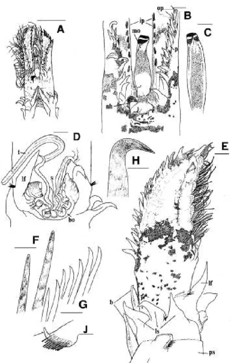 Fig. 1.  Lygdamis wirtzi. A, dorsal view of crown and anterior thorax of holotype. B, dorsal view of middle part of  crown showing median organ (mo), rows of paleae (ip, inner palea; op, outer palea), left nuchal hook (nh; lacking  right hook) and papillae