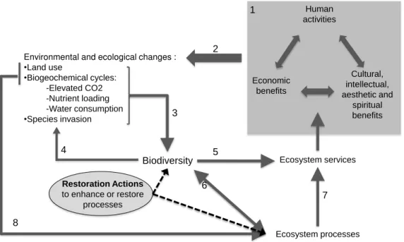 Figure  1:  The  role  of  biodiversity  and  restoration  activities  in  global  change