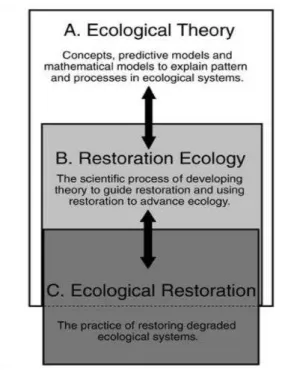 Figure  4: The  relationship  between  ecological  theory,  restoration  ecology,  and  ecological  restoration  can  be  viewed  in  a  hierarchical  fashion (Palmer et al