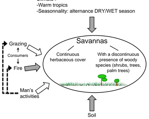 Figure  8:  The  main  processes  affecting  savanna  functioning.    Grey  arrows:  factors  occurring in all savannas