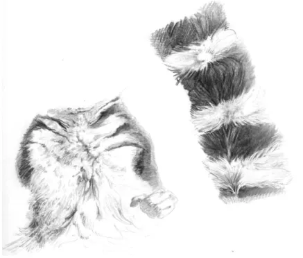 Figura 35 – Lemúre-de-cauda-anelada (Lemur catta), pelos do peito e da cauda. 