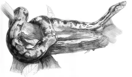 Figura  42  –  Piton  Pythonidae.  Técnica  grafite,  dimensões  29.7x42cm, maio  2012
