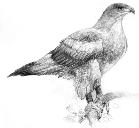 Figura 46 – Águia-azul-do-chile Geranoaetus melanoleucus. Técnica grafite, dimensões 29.7x42cm, agosto 2012   Livro Animais do Jardim Zoológico, pág