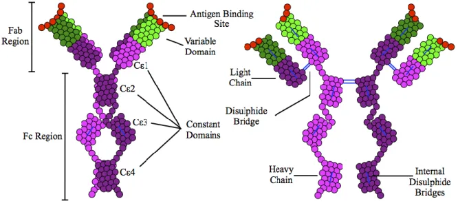 Figura 1: Estrutura da Imunoglobulina E (retirado de wikipedia.org  [1] ) 