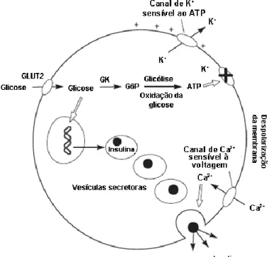 Figura 2: Secreção de insulina na célula β pancreática estimulada pela glicose. 
