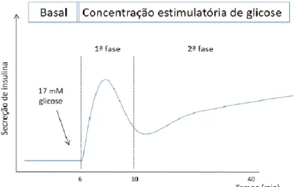 Figura 3: Esquema do perfil cinético da secreção de insulina induzido por um estímulo de glicose 