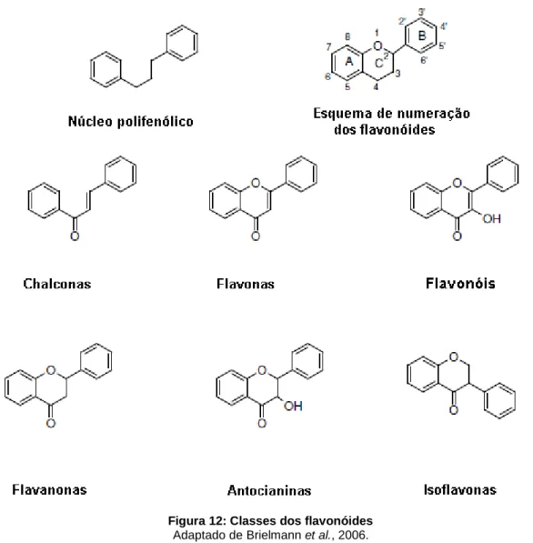 Figura 12: Classes dos flavonóides  Adaptado de Brielmann et al., 2006.