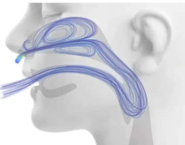 Figure 2 Computational fluid dynamics modeling of extratho- extratho-racic airway flush during high flow nasal cannula support