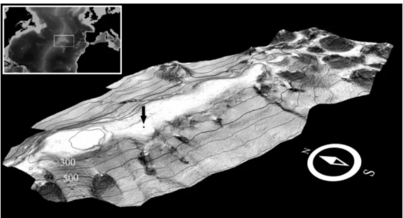 Fig. 1.  Location of the opportunistic artificial reef on Condor seamount. 