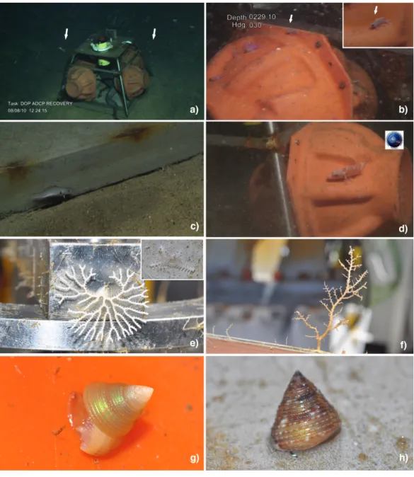 Fig. 2.  Fauna associated with the artificial structure: a) general view of opportunistic AR with indication of adult A