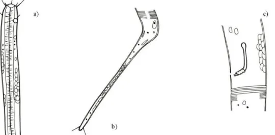 Fig.  1. Daptonema  fistulatus  ( ♂ ):  a)  anterior  end;  b)  posterior  end,  and  c)  spicule  and  gubernaculum