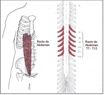 Figura 2 – Recto abdominal 