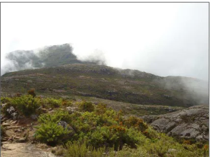 FIGURA 5: Vegetação de campo de altitude a aproximadamente 2.380 metros de altitude, próximo  ao Pico da Bandeira
