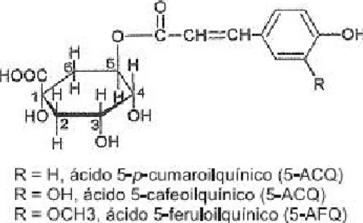 Figura 1: Estrutura molecular dos ácidos clorogênicos.