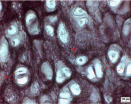 Figura  2  –  Cartilagem  elástica.  Coloração  Orceína.  Fonte:  Atlas  virtual  de  histologia da PUC  – RS