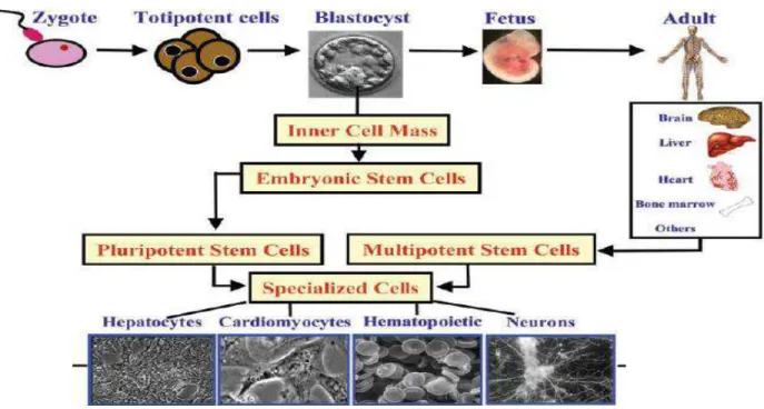 Figura 5  – Definição de células tronco embrionária e adulta. Fonte: Davila, et.al.,  2004