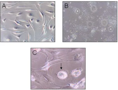 FIGURA 7  – Aspectos morfológicos de CTMs em cultura com meio controle.   (A) População de células aderentes com morfologia fusiforme