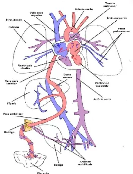 Figura 2 – Circulação Fetal. 