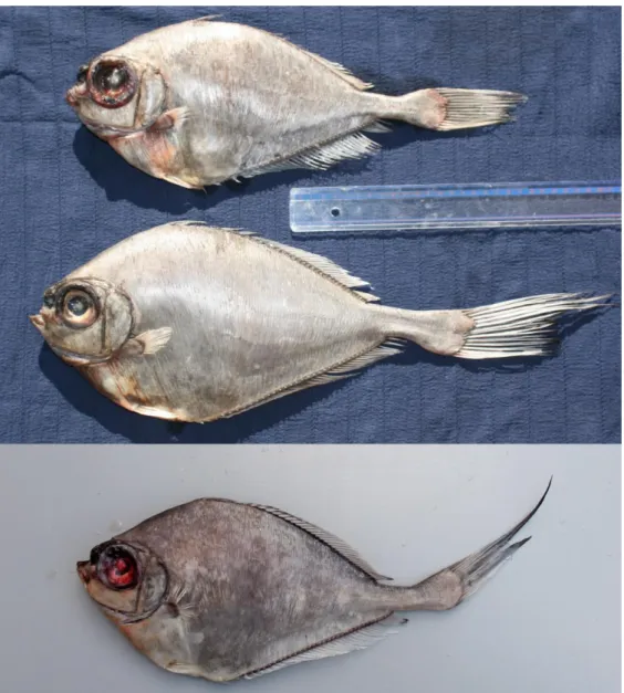 Fig. 1. Specimens  of  Grammicolepis  brachiusculus   from  the  Azores  Archipelago,  caught  off  Terceira  Island  in  June  and  July  2009  (top  photo,  specimen  A  bottom  fish,  specimen  B  top  fish)  and  the  Princess  Alice  Bank  in  October