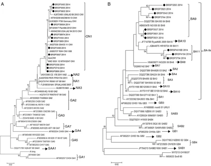 Figura 2 Árvore filogenética da máxima verossimilhanc ¸a do VSRH com base nas sequências do nucleotídeo da proteína G das amostras discrepantes deste trabalho, indicadas como BRSP, e de cepas mundialmente distribuídas obtidas do GenBank