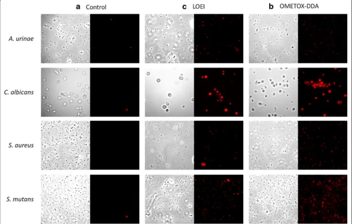 Fig. 3  Illustrative micrographs of the fluorescence microscopy analysis exposing the microbiocidal activity of the tested compounds