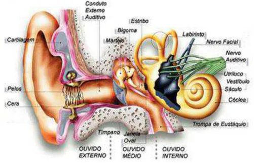 Figura 4- Sistema auditivo periférico.  Fonte:  