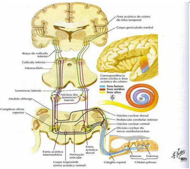 Figura 5: Sistema auditivo central 