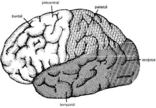 Figura 1.  localização dos lóbulos cerebrais.  Fonte: http://membros.aveiro-digital.net/alfmatos/psicof.htm 
