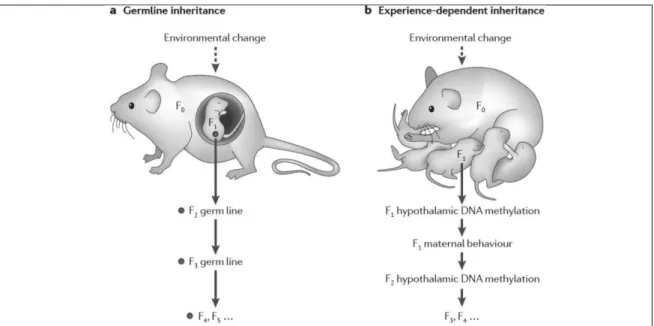 Figure 1.4. Germline inherintance and context/experience-dependent inheritance.   From: Danchin et al., 2011