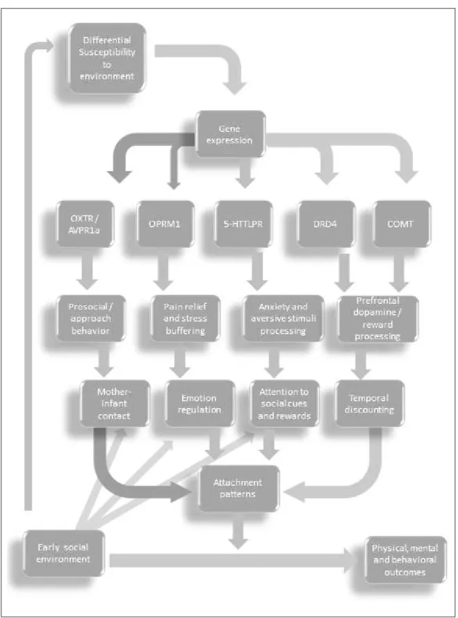 Figure 2.2. Gene expression and attachment-related neurotransmitter systems 