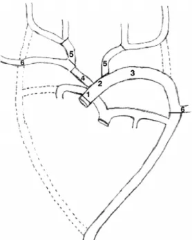 Figure 1 - Derivation of major arteries from aortic arches in normal case
