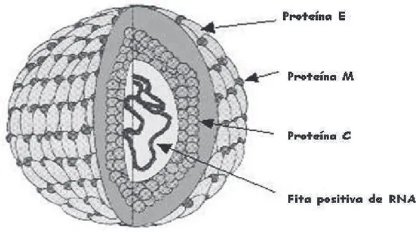 Figura  1:  Partícula  viral  do  gênero  Flavivirus.  A  partícula  viral  é  composta  por  três  proteínas  estruturais: C, a proteína do nucleocapsídeo; M, a proteína associada à membrana; e E, a proteína do 
