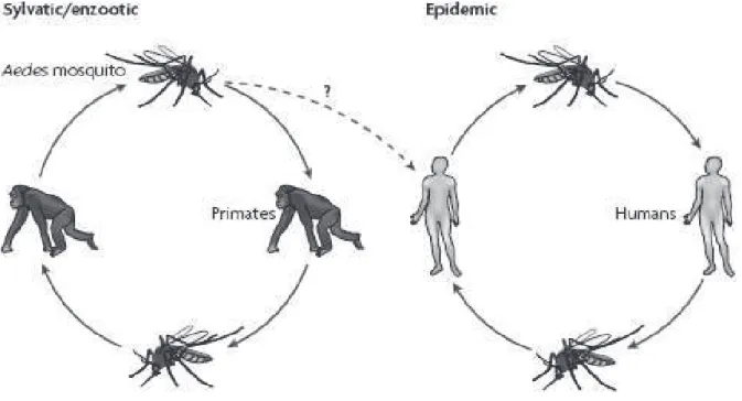 Figura 6: Ciclo silvestre de dengue e ciclo epidêmico. Fonte WHITEHEAD, 2007 
