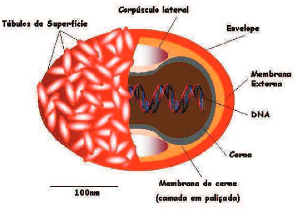 Figura 7: Representação esquemática da partícula do vírus Vaccinia: A figura mostra a partícula  viral  infecciosa  completa  (EEV)  evidenciando  seus  elementos  estruturais  principais:  membrana  externa, corpúsculos laterais, cerne e envelope