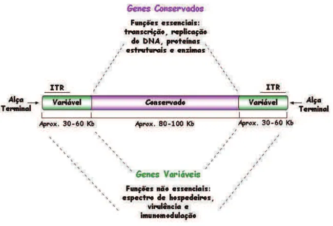 Figura  8:  Representação  esquemática  do  genoma  dos  poxvírus.  O  genoma  possui,  em  média,  200  Kb  e  pode  ser  dividido  em  duas  partes