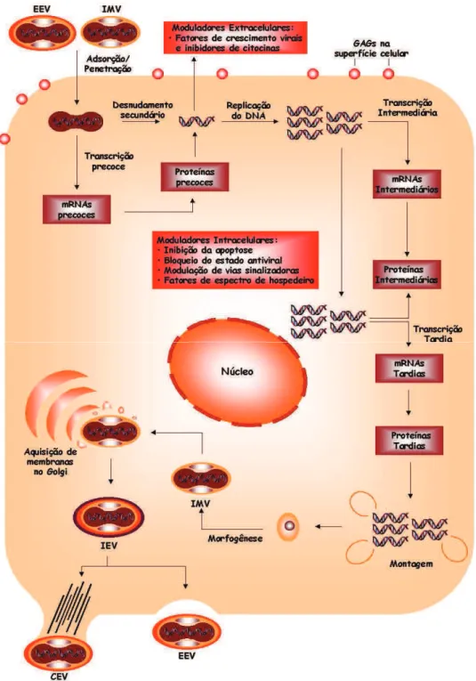 Figura  9:  Ciclo  de  multiplicação  dos  Poxvírus:  As  duas  formas  infectivas  dos  poxvírus,  o  vírus  envelopado extracelular (EEV) e o vírus maduro intracelular (IMV) iniciam o seu ciclo ao se ligarem e  penetrarem  na  célula,  ocorrendo  o  desn