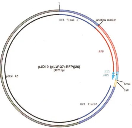 Figura 11: Estrutura do Plasmídeo pJD19. Em lilás as duas regiões franqueadoras homólogas à  região de Deleção II; em vermelho, encontrasse o gene que codifica a RFP; também estão indicados  os sítios de ação das duas enzimas de restrição SmaI e SalI.