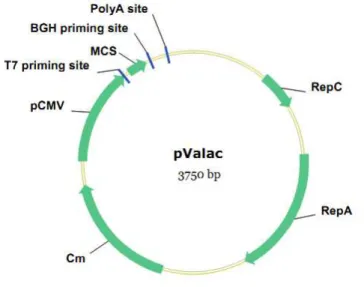 Figura  5:  Representação  esquemática  do  vetor  de  expressão  eucariótica  pValac  (Vaccination  using 