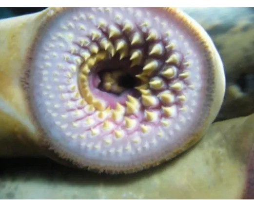 Figura 2 – Aspecto do disco oral de uma lampreia marinha (adaptado de  mfpesca.blogspot.com/2009/09/boleia.html)