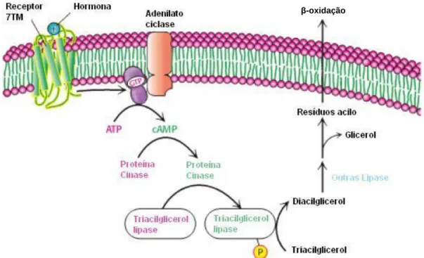 Figura 6 – Metabolismo dos triacilgliceróis. Activação de TGL por via de sinalização celular (adaptado  de Berg, 2002)