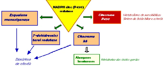 Figura  12  –  Parceiros  redox  do  enzima  NADPH  cit  c  (P450)  redutase  (adaptado  de  www.uky.edu/Pharmacy)
