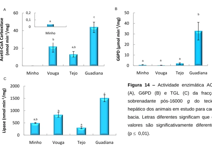 Figura  14  –  Actividade  enzimática  ACC  (A),  G6PD  (B)  e  TGL  (C)  da  fracção  sobrenadante  pós-16000  g  do  tecido  hepático dos animais em estudo para cada  bacia
