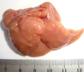 Figura 7 – Fotografia de fígado de rato da raça Wistar submetido ao modelo hepatócito resistente