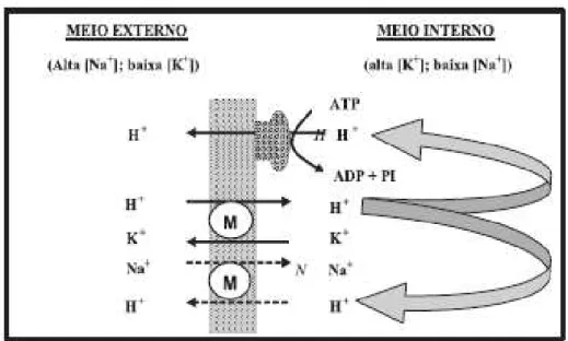 Figura 1: Representação esquemática dos efeitos da  monensina (M) sobre o fluxo de íons na membrana celular 