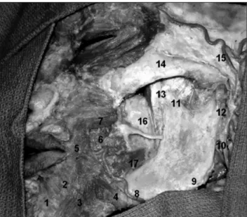 Figure 10. Side view of the left face with dissection of deeper tissues,  using the stereoscopic technique.