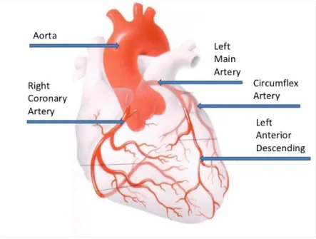 Figura 4 - Ilustração das artérias coronárias (Loukas, et al., 2009). 