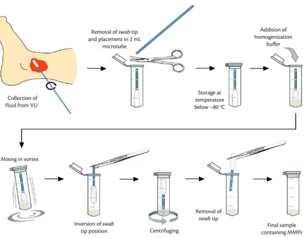 Figure 1. Flow diagram of procedures involved in collecting and processing samples showing steps from collection of venous  exudate with a swab to acquisition of the inal sample containing MMPs, ready for subsequent analyses.